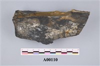 藏品(植物化石)的圖片